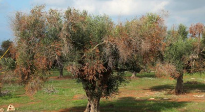 Sportello Agricolo Comunale